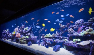 鱼入缸消毒方法 鱼入缸消毒方法有什么