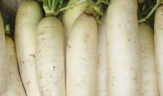 水养白萝卜的方法 怎么养白萝卜