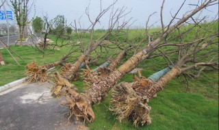 栽树的三种方法 栽树的方法介绍