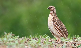 鹌鹑窝建造方法 里边需要有什么