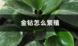 金钻的插枝方法 什么时候扦插最合适