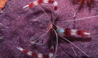 农村人养虾方法 农村人如何养虾