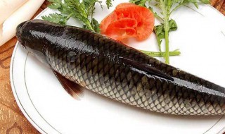 鱼丁虫处理方法 鱼丁虫处理方法是什么