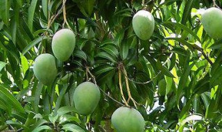 栽芒果树技巧 怎么种植芒果树