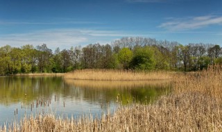 水塘净水方法 如何让水塘里面的水变干净