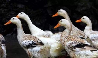 正确的喂鸭子方法 正确的喂鸭子方法介绍