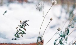 2020年小雪节气是哪一天 小雪节气简介