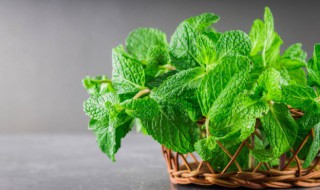 在家里种什么植物可以驱蚊子 适合家里养的驱蚊植物