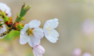 年年岁岁花相似岁岁年年人不同意思字面意思 年年岁岁花相似岁岁年年人不同的含义