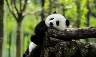 小熊猫是浣熊吗 小熊猫是不是浣熊