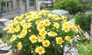 玛格丽特花可以活几年 玛格丽特花最多成活时间