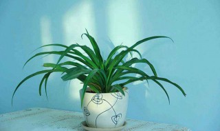 吊兰风水禁忌 吊兰风水禁忌介绍