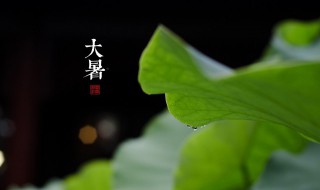 描写大暑的唯美句子简短 描写大暑的唯美句子简短有哪些