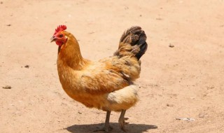 鸡为什么吃自己下的蛋 鸡吃自己的蛋的原因