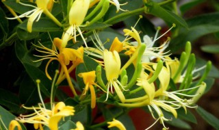 晒金银花的注意事项 晒金银花要注意什么