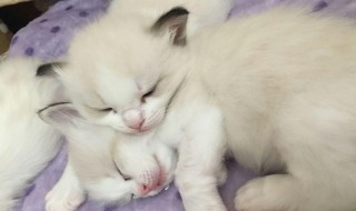 猫一年生几胎 猫一年生多少次