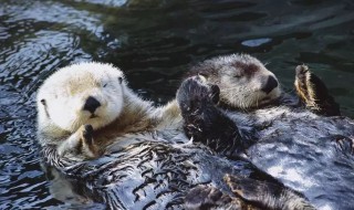 獭怎么读 獭的读音