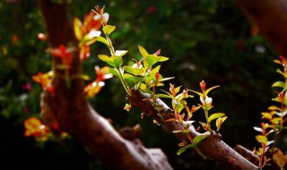 椿芽的功效作用及禁忌 关于椿芽的功效和禁忌介绍