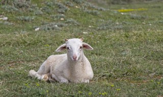 羊三宝是什么部位 什么是羊三宝
