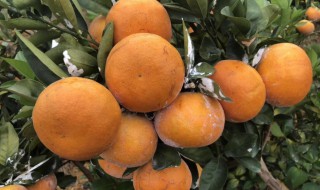 茂谷柑为何喷石灰 茂谷柑喷石灰的原因