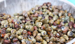 田螺怎么清洗干净又好吃 清洗田螺的妙招