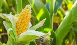 小猴子掰玉米的故事告诉什么道理 小猴子掰玉米的道理