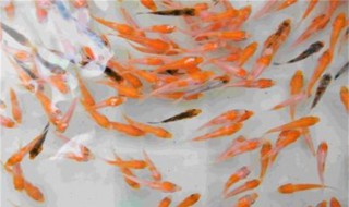 怎样养鱼苗 鱼苗怎么养