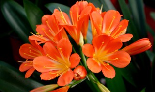 君子兰开花后怎么处理 君子兰开花后处理方法