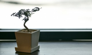 栀子花盆景怎么养 栀子花盆景的养殖方法