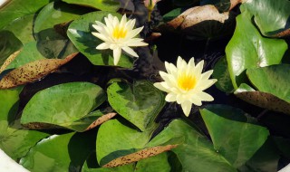 睡莲怎么种植 睡莲如何种植