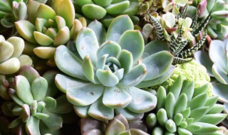 缀化如何养 多肉缀化是怎么形成的怎么养护