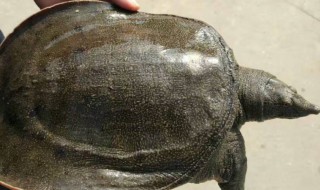 广东说水鱼是指 广东说水鱼指的是什么