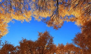 胡杨树爱情寓意是什么 胡杨树爱情寓意有哪些