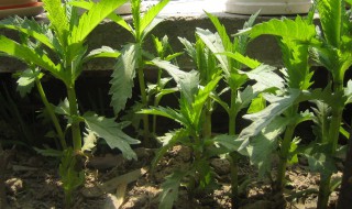 天麻苗长什么样 天麻苗的形态特征