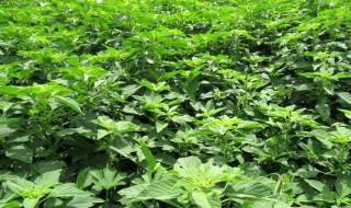 玉谷叶是什么植物 玉谷叶的作用