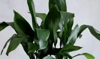 大型绿萝如何养 大型绿萝的养护方法