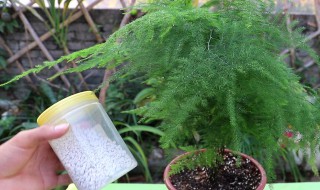 小文竹如何养 小文竹怎么养