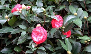 茶花应该怎么养 茶花养法