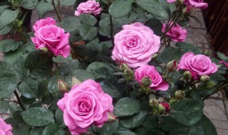 如何养好玫瑰花 养好玫瑰花方法