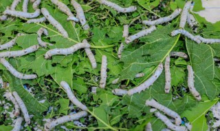 蚕背上的括号是什么 蚕背上的括号什么时候有