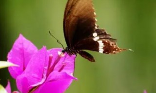 谢蝴蝶是指谁 谢蝴蝶简单介绍