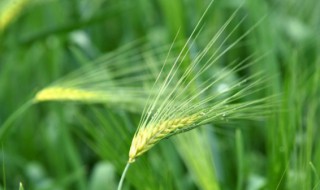 青稞是指什么植物 青稞的功效及认识