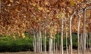 梧桐树的寓意和象征 关于梧桐树的寓意和象征介绍