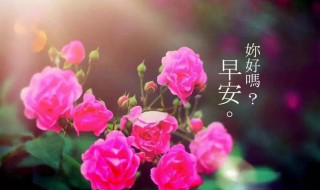 最漂亮早安问候语 最漂亮早安问候语有哪些