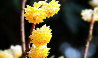 结香花怎么养 结香花如何养
