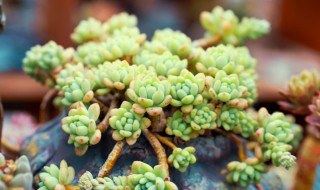 缀化怎么养 缀化如何养殖