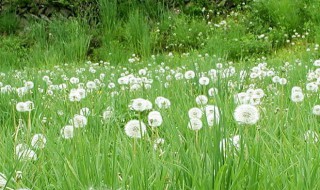 谷谷丁指的是蒲公英吗 谷谷丁简单介绍