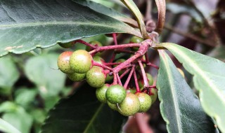 木子是什么 木子是什么意思