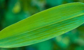 刚摘的粽叶怎么处理晒干不卷 粽叶不卷的方法