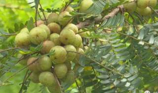 油柑热量 油柑热量高吗